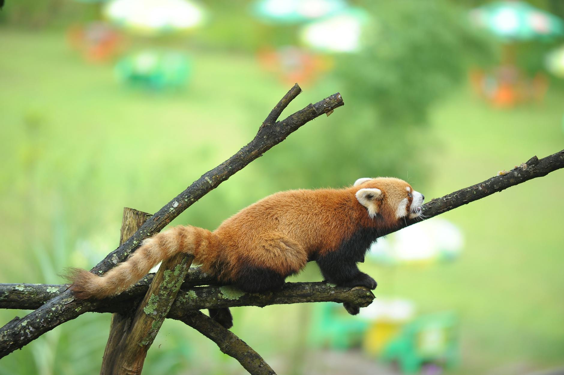 Firefox